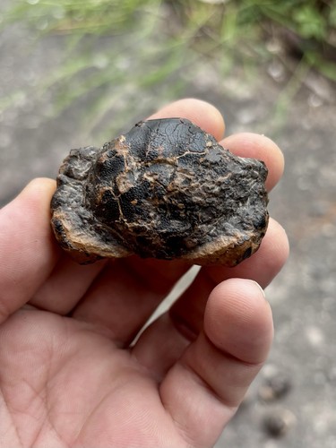 Zanthopsis leachi fossil - zanthopsis, crab