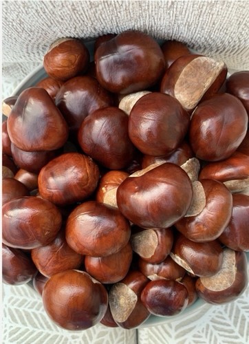 Conkers beautiful horse - 20,