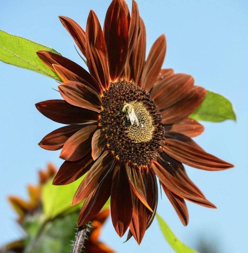 Flower sunflower chocolat - flower,