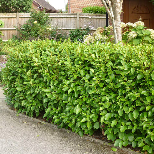 Griselinia littoralis new - griselinia,