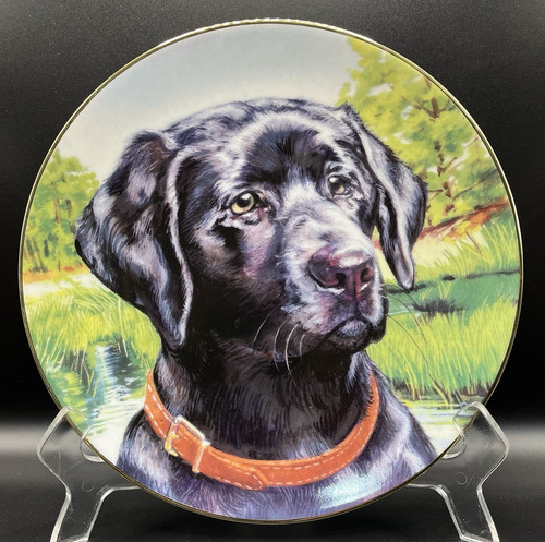 Black lab dog - lab,