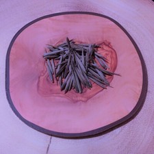 Phyllostachys edulis pubescens (Giant Moso Clumping Bamboo Tree) •20 Plant SEEDS