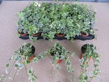 Trailing variegated ivy - ,