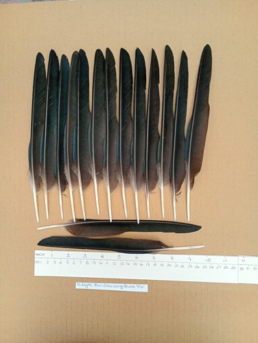 Right thin european carrion - european,