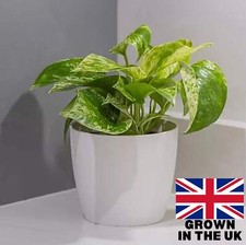 Trailing Marble Queen Pothos |