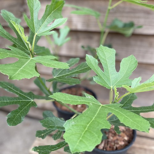 Ficus carica little miss figgy - little,