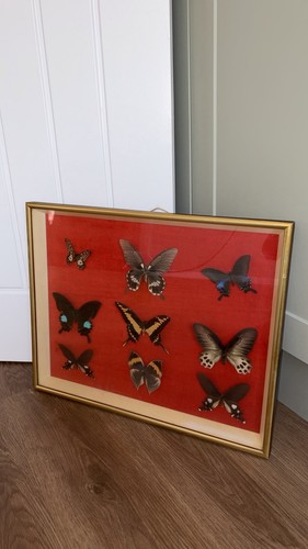 Vintage butterfly wall art - vintage,