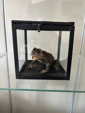 Taxidermy Toad In Modern Display Case