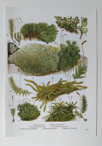 Vintage moss botanical print - botanical,