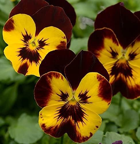 Trailing spreading pansy - spreading,