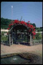 346075 Rose covered Arbor Villandry France A4 Photo Print