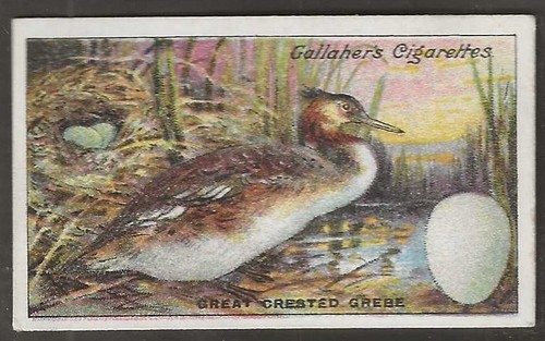 Gallaher birds nests eggs - &,