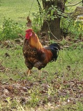 12 Purebred Golden Laced