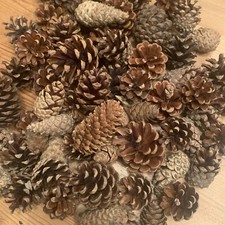 30 mixed Pine Fir Cones for