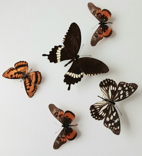 Butterfly collection set x5 - collection,