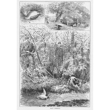 EARLY WOODCOCK Hunting Scene -