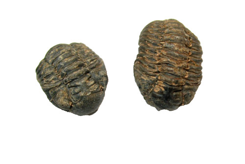 Devonian acastoides juvenile - devonian,