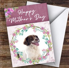 French spaniel dog - french, traditional