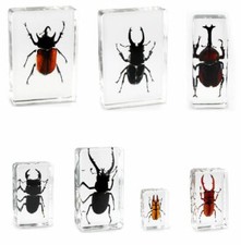 Office Paperweight Real Insect Beetle Specimens - Rhinocerous and Stag
