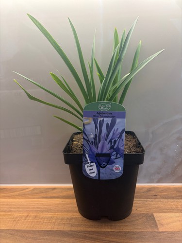 Agapanthus blue triumphator - agapanthus,