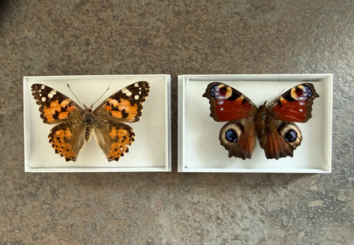 Painted lady and peacock