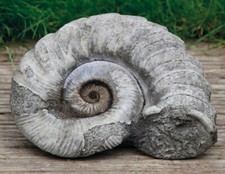 Ammonite Fossil Statue |