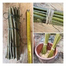 30 Common Willow Cuttings 30cm