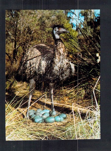 D0259 australia birds emu and - emu,