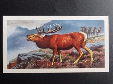 No.4 THE RED DEER - British