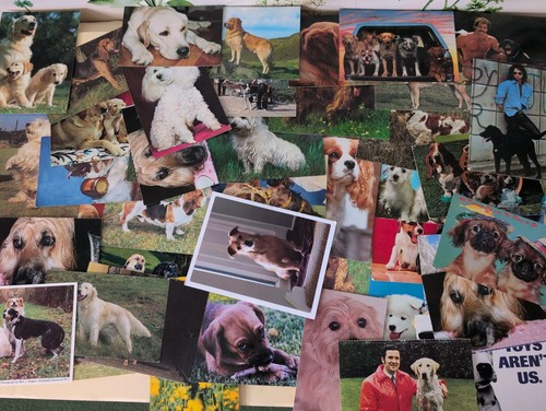 Joblot various dog postcards - joblot,