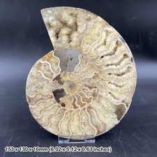 Fossil Ammonite Half -