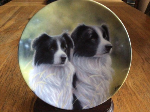 Border collie dog plate me - border,