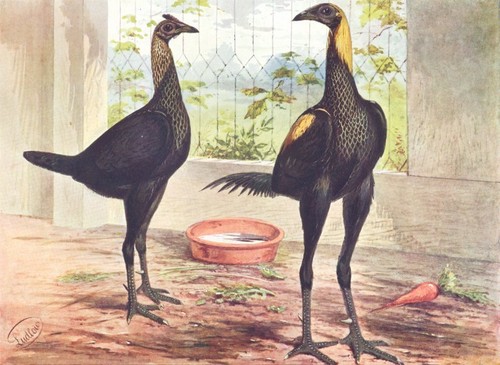 Birds cock fighting - cock, game