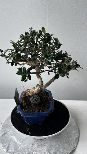 Mediterranean olive bonsai - olive,