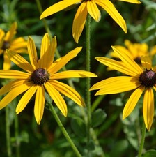 RUDBECKIA fulgida "Deamii"
