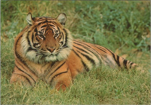San diego wild animal - diego,