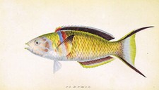 Blue-collared Greenfish Swallow-tailed Wrasse Vintage Fish Print 1990 CNHPF#77A