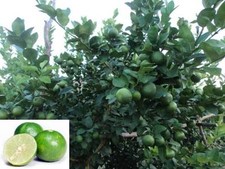 Thai Tropical Key Lime 10