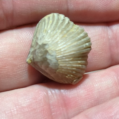 Fossil brachiopod jurassic - brachiopod,,