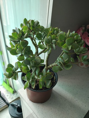 Crassula ovata undulata wavy - undulata,,
