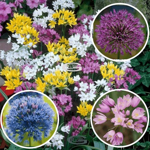Super mix allium firework - 30,