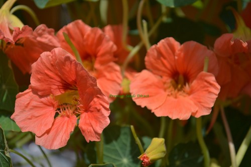 Nasturtium tropaeolum salmon - tropaeolum,