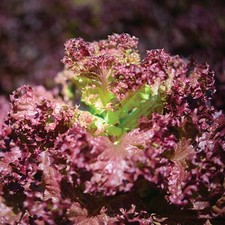 Lettuce Plants 'Red Lollo