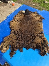 Raw Unwashed Rare Sheep Fleece