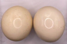 Pair or real ostrich egg shells in a leather covered hand made box