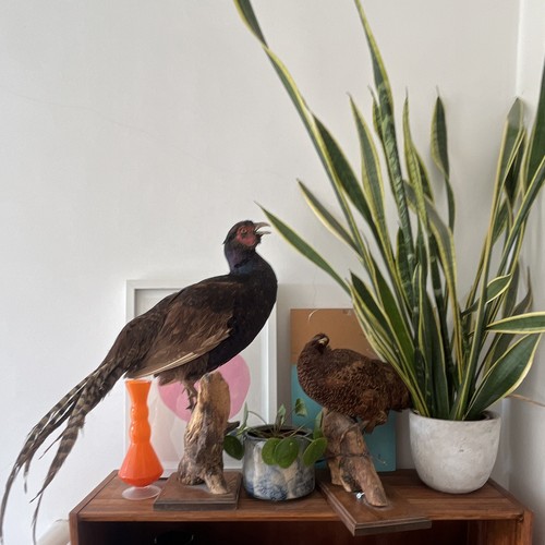 Pheasant birds taxidermy - pheasant,