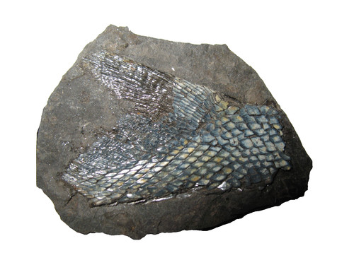 Permian fish fossil muse - fossil,