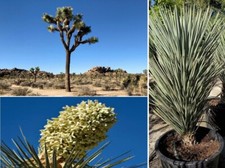 Blue joshua tree yucca - blue,