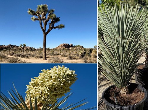 Blue joshua tree yucca - joshua, |