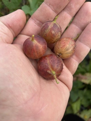 Mixed gooseberry rooted - 10,